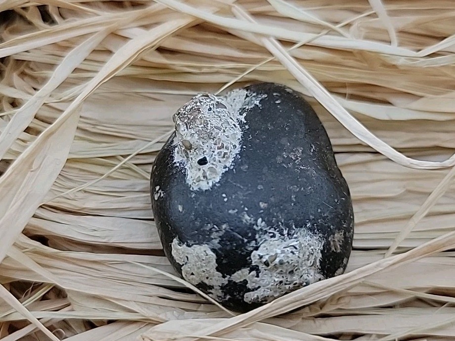 Real Permineralized Reptile Egg Fossil