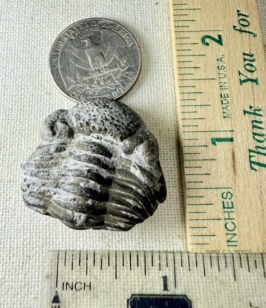 PREP PROJECT Phacops Trilobite ~ Silica Formation ~ Ohio ~ Devonian Period