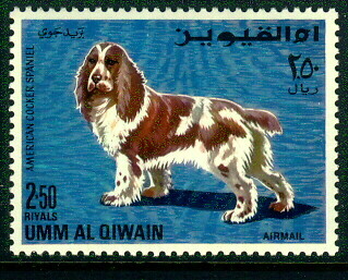 UMM AL QIWAIN Dogs  COCKER SPANIEL