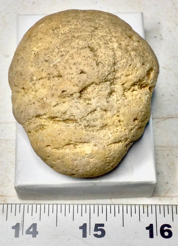 Dinosaur ARMOR PLATE - RARE