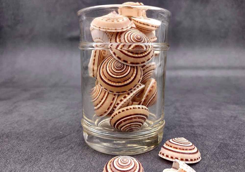 Perspective Sundial Seashells (10 shells approx. 1+ inches) Clear Sundial Shells
