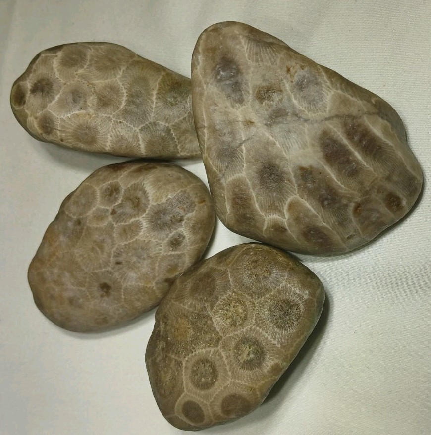 Natural Michigan Petoskey Stones • 4pc Unploshed • Great Lakes Fossil Coral