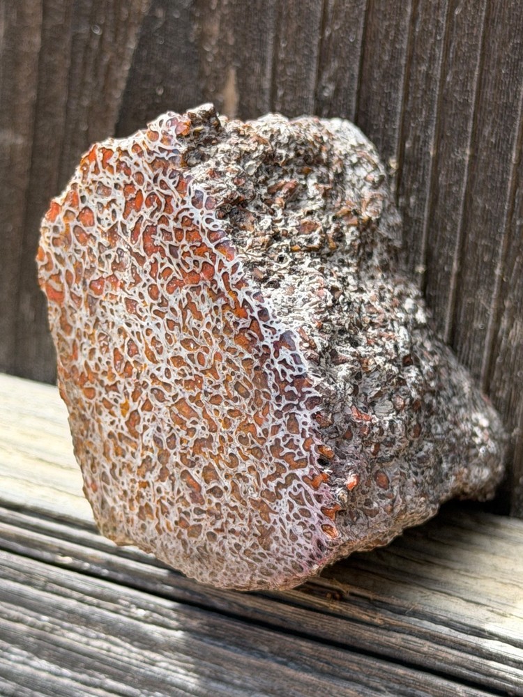 Dinosaur Gem Bone Polished Fossil Display