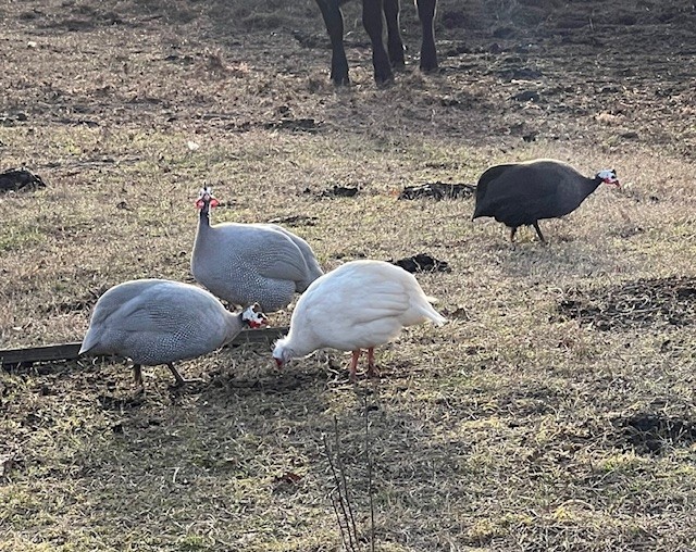 24+ Guinea fowl hatching eggs - Assorted Colors - Free Range - NPIP Flock