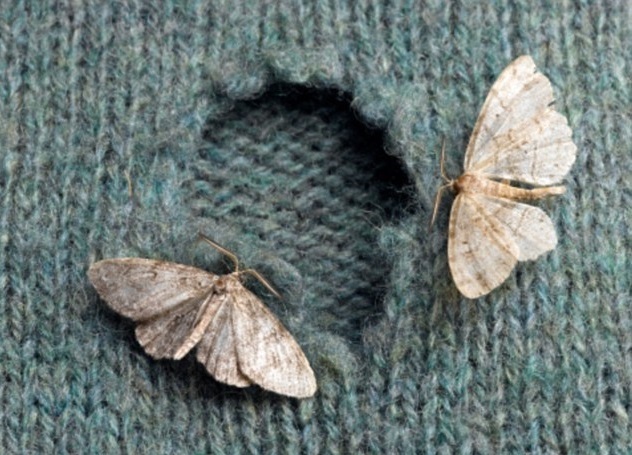 ***Odorless Mothproofing 4 Pack Discount!***