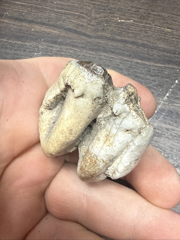 Unknown Fossil Specimen Tooth