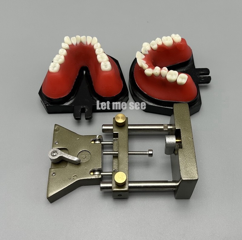 1set Dental Orthodontic Simulator Training Teeth Model Typodout Model