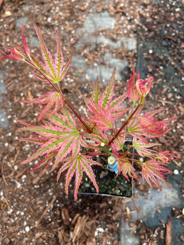 Japanese Maple Ikande