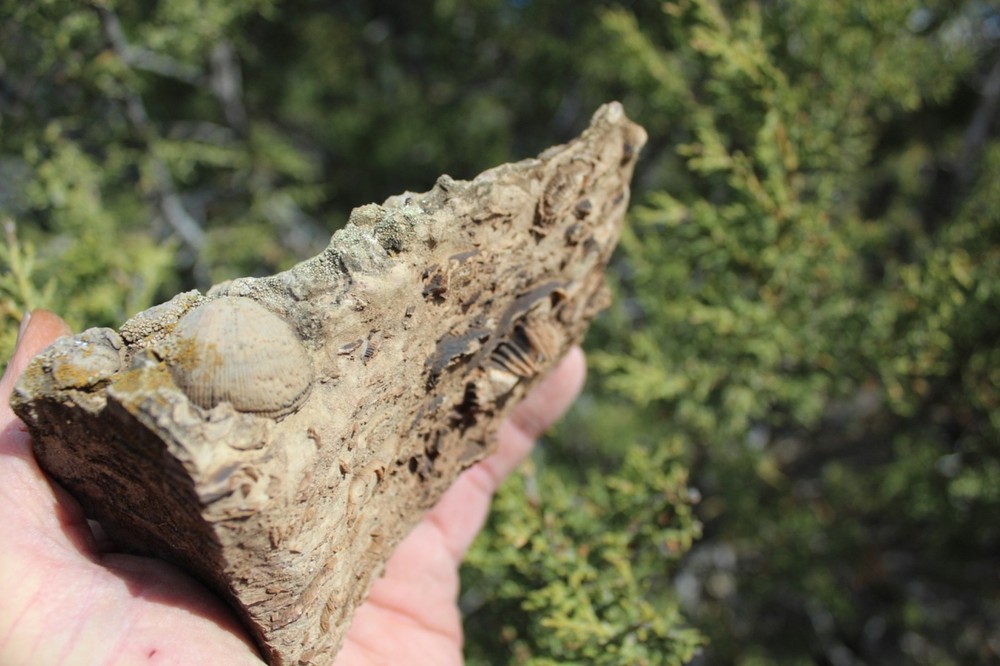 RARE Locality - Superb Display Specimen - Brachiopod/Shell Fossil - DEVONIAN