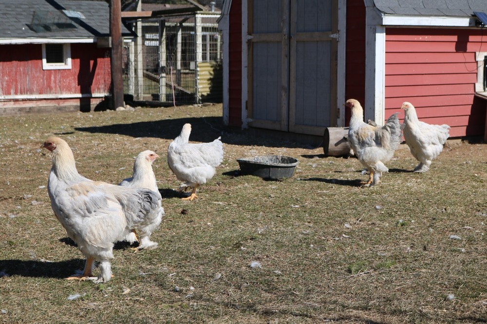 12+ Isabel Large Breed Brahma Hatching Eggs