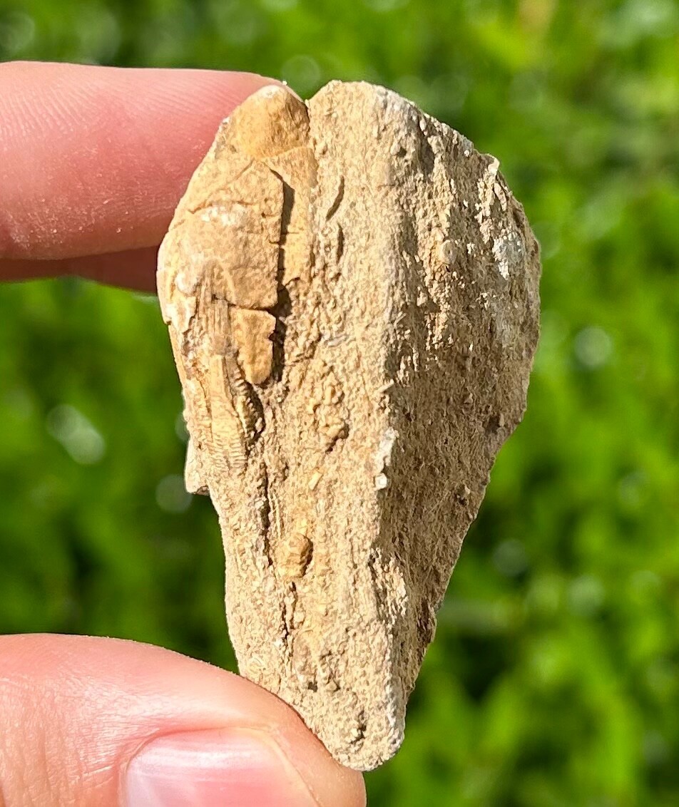 Fossil Blastoid in Matrix Pentremites pyriformis Alabama Bangor Limestone Fm