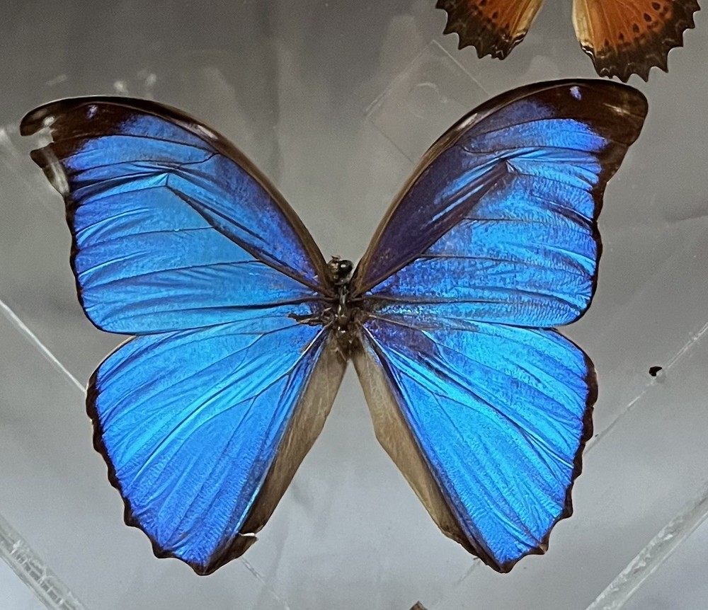 Blue Morpho Butterfly