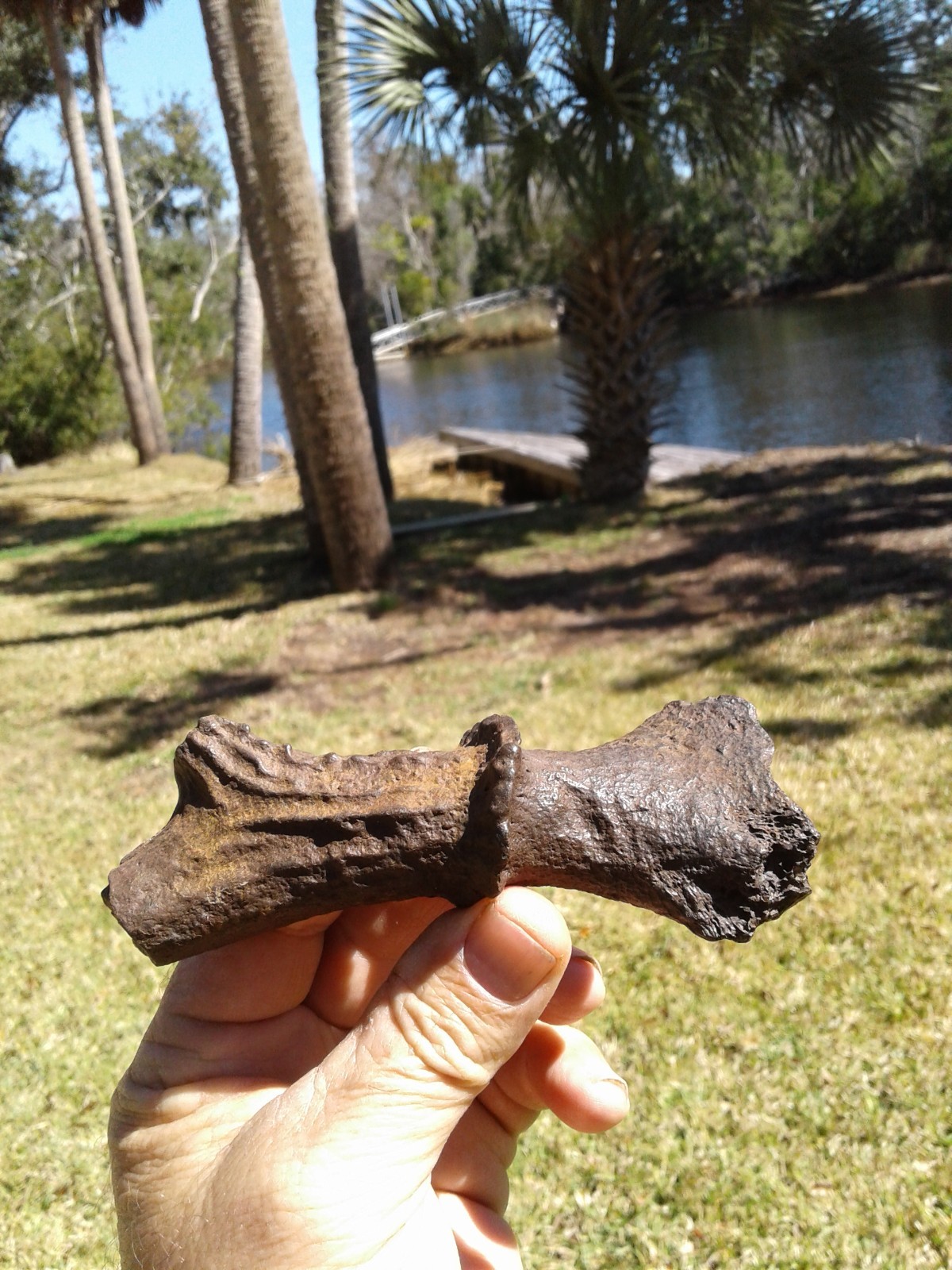 Spectacular High Quality Deer Antler Florida Ice Age Fossil Mammal