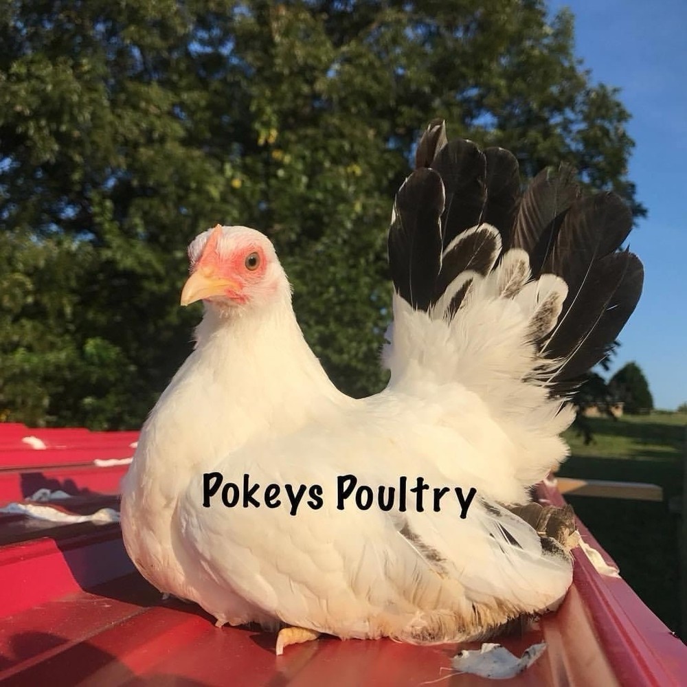 Japanese Bantam Assortment Hatching Eggs