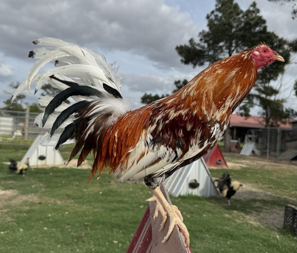 Chicken Hatching Egg