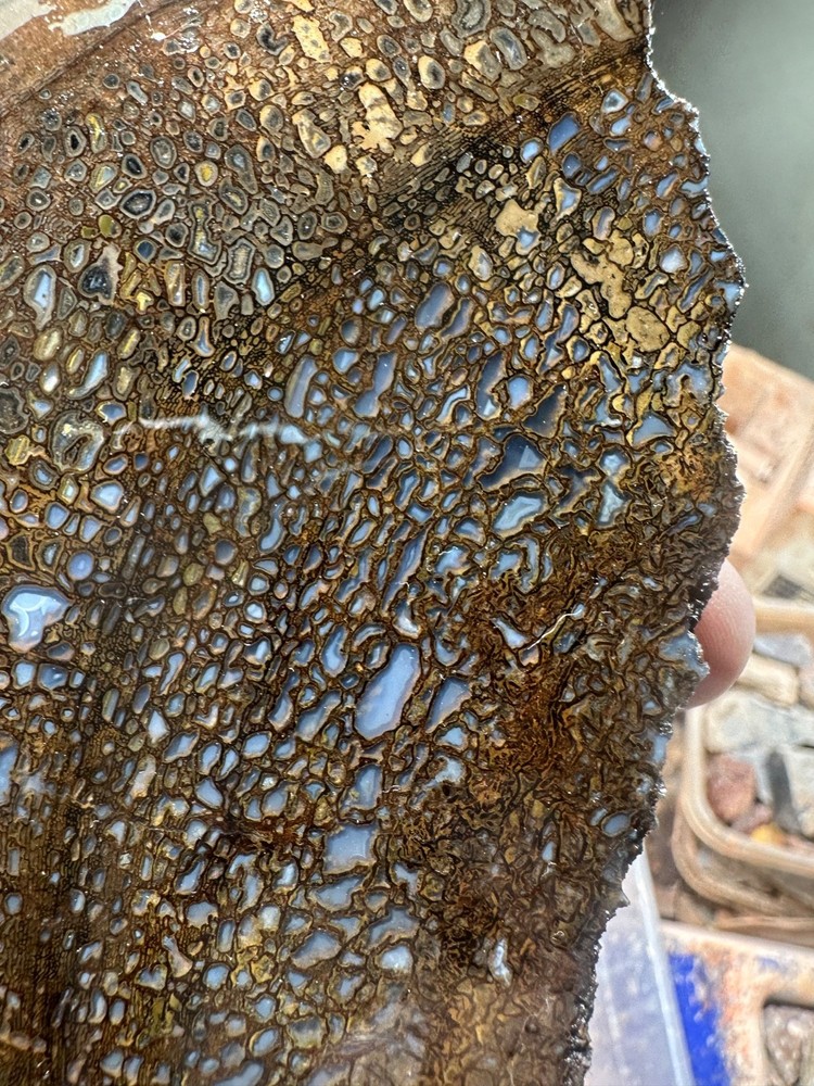 Dinosaur bone rough **hxtled partial vertebrae end cut.
