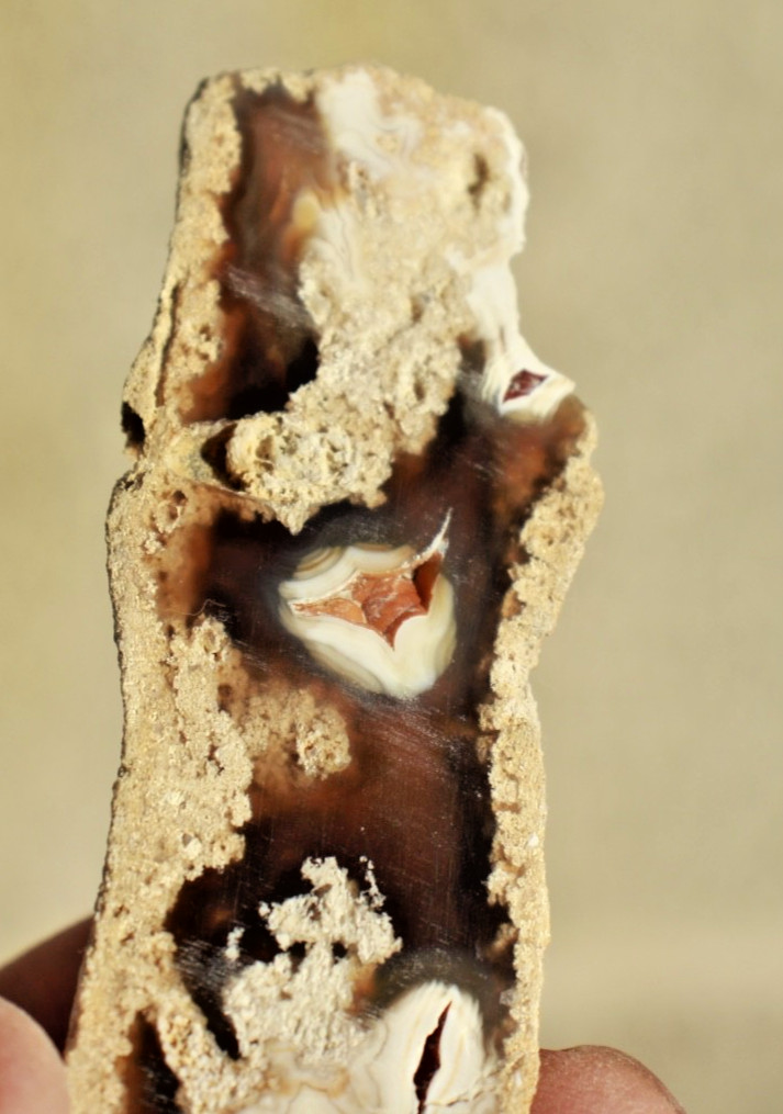 Polished Tampa Bay Fossil Coral Half • 4.0" Long/1.5 oz.