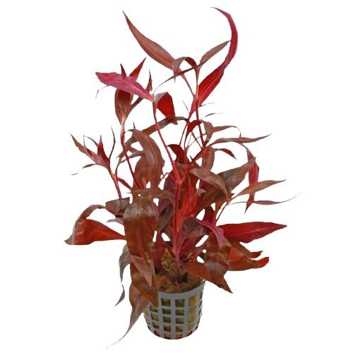 Fire Temple Alternanthera Rosanervig