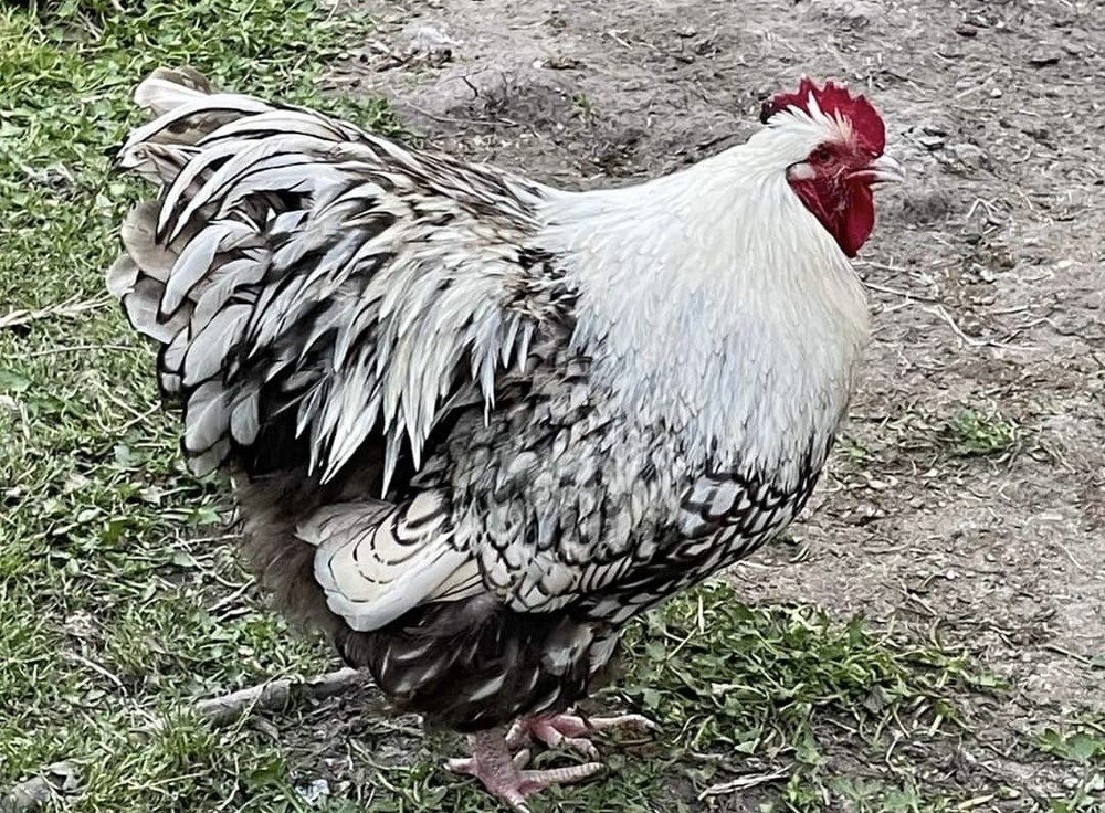Rare Chocolate Silver Laced English Orpingtons Hatching Eggs 8 Pack.