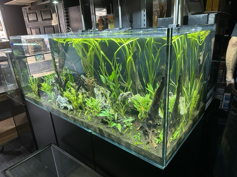 10+ Jungle Val
