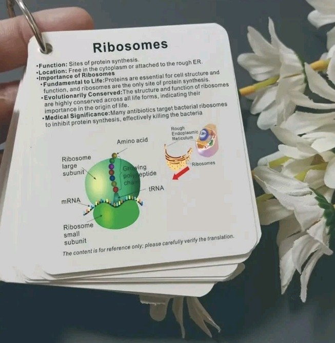 Cell Biology Pocket Sized Flashcards Study Guide Cellular Components Key Terms