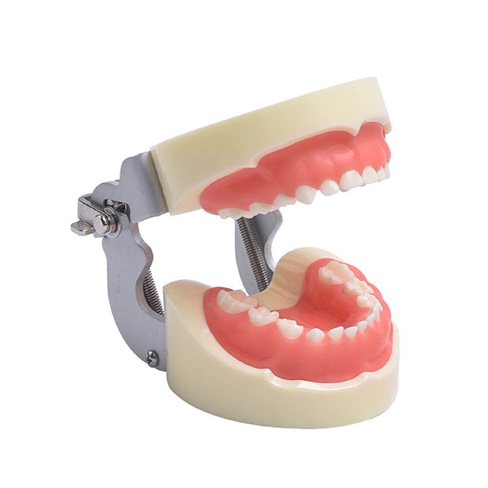 24 Teeth Removable Replaceable Children Deciduous Tooth Preparation Teacth Model