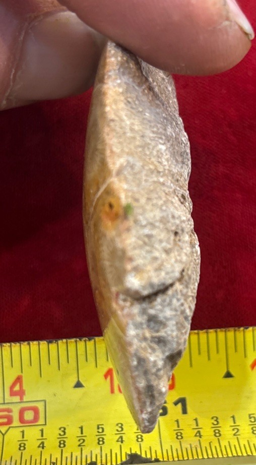 Petrified Coral End Polished