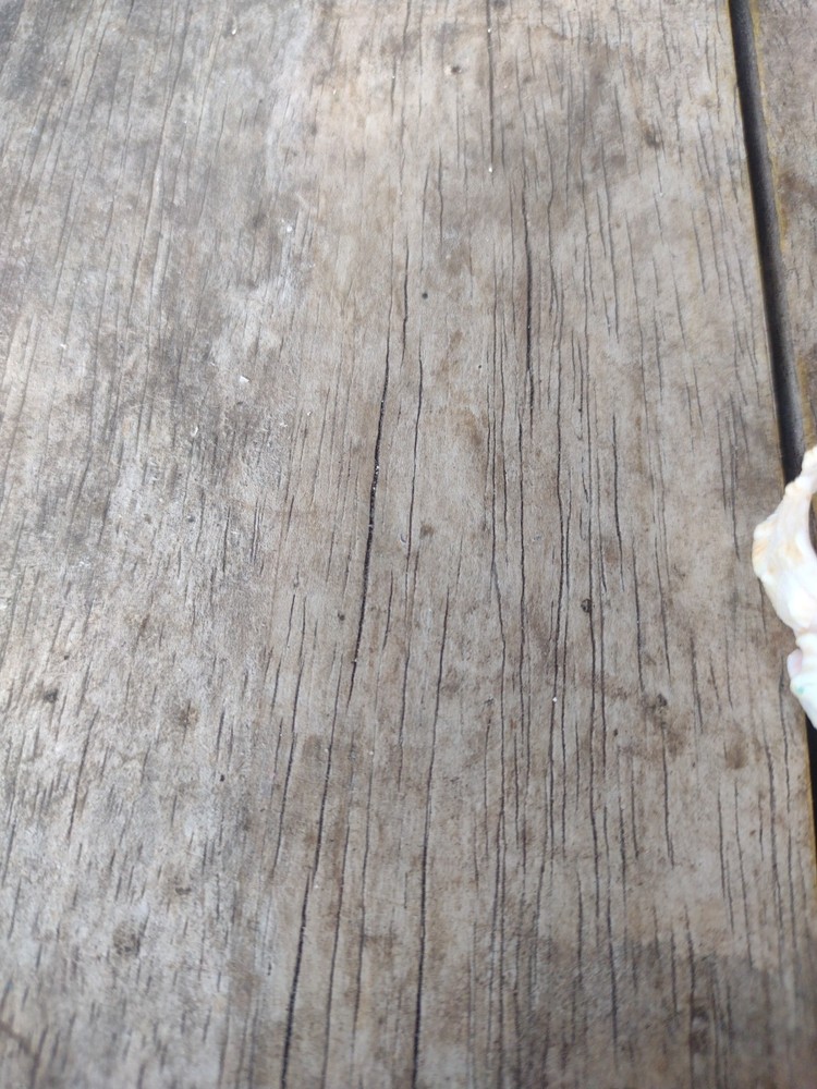 Turtle Bone