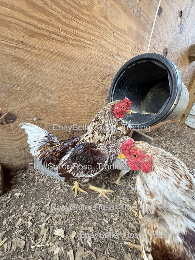 Red white Laced Cornish Bantam Hatching Eggs 10 Pcs