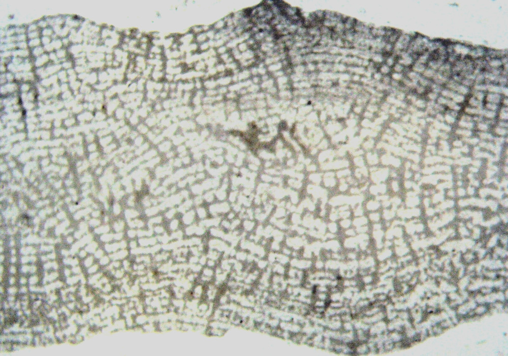 Fossil thin section Devonian Actinostroma stromatoporoid stromatopora 1/bid