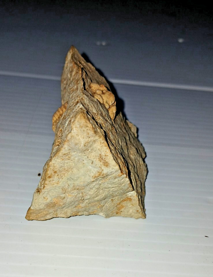 Trilobite Fossil