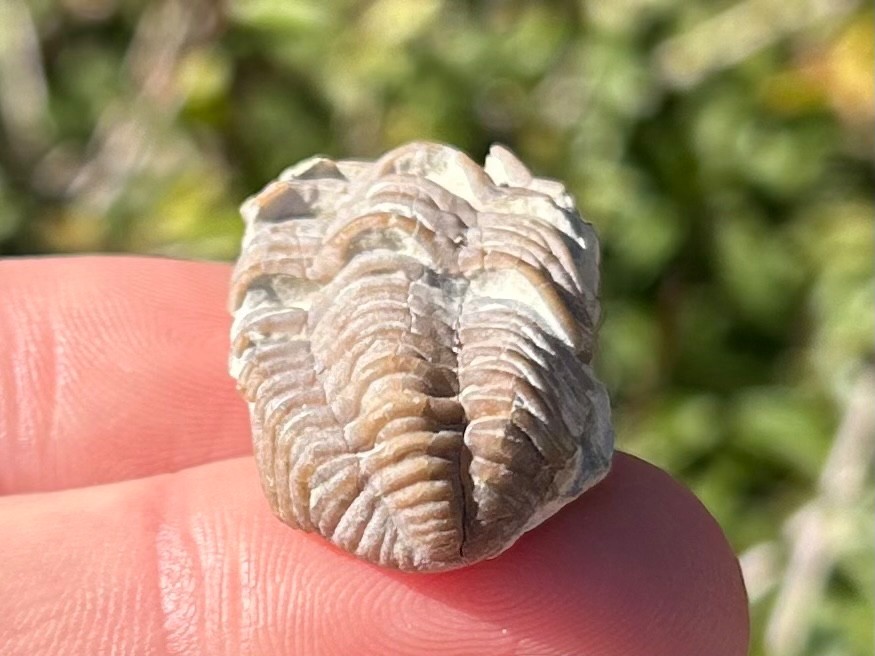 Oklahoma Fossil Trilobite Phacopid Devonian Age Bug Haragan Formation