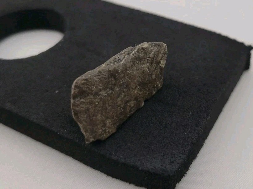 Fossil Dinosaur Permineralized Tooth T-rex 🦖