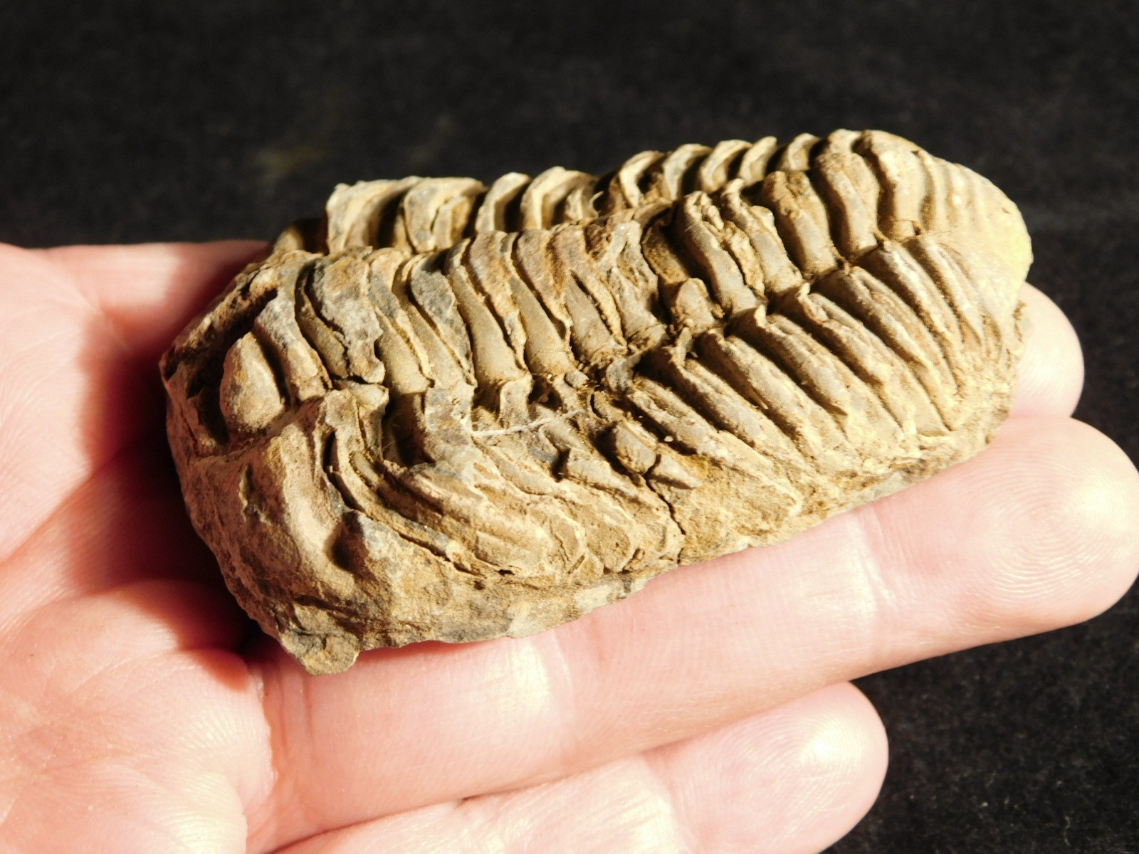 Big! 460 MILLION Year Old! Flexicalymene TRILOBITE Fossil Morocco 2.31