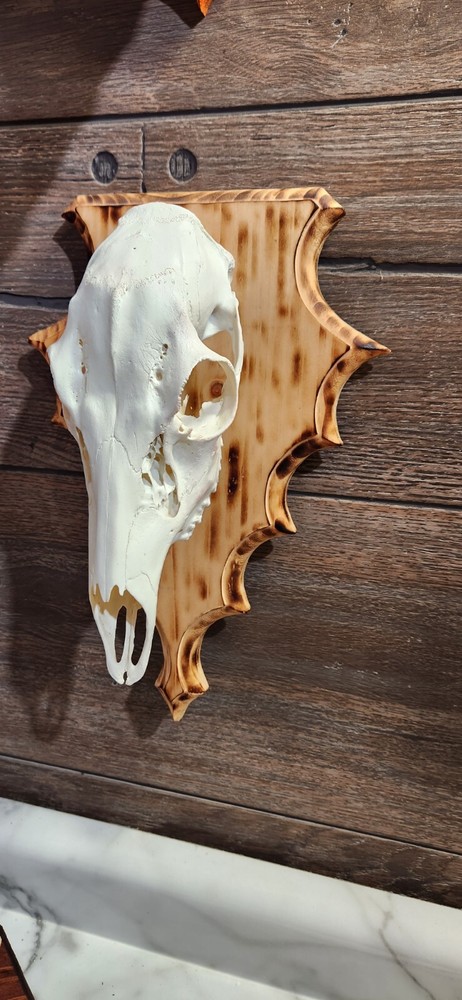 European Deer Skull Mount Charred Plaque Flat Wall Mount