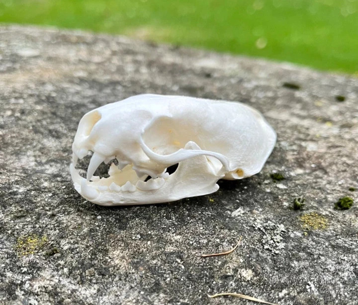 Real Mink Skull Taxidermy Professionally Cleaned Taxidermy Skull