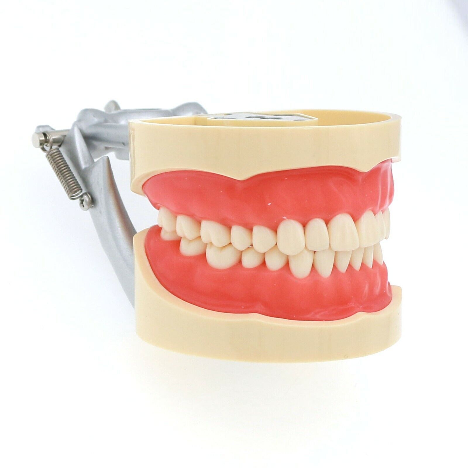 Dental 200 Type Typodont Model With Removable Teeth fit Kilgore NISSIN M8012