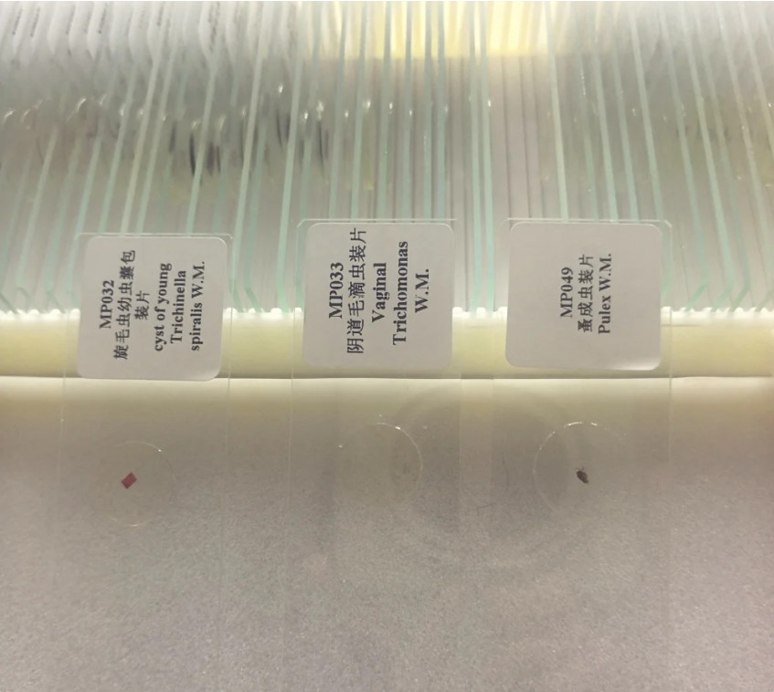 50PCS Prepared Microscope Parasitology Slides for Educational Teaching