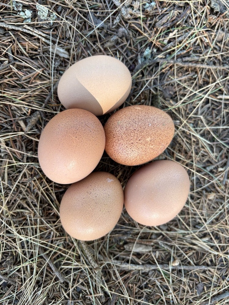 Barnevelder hatching eggs (12 Eggs)