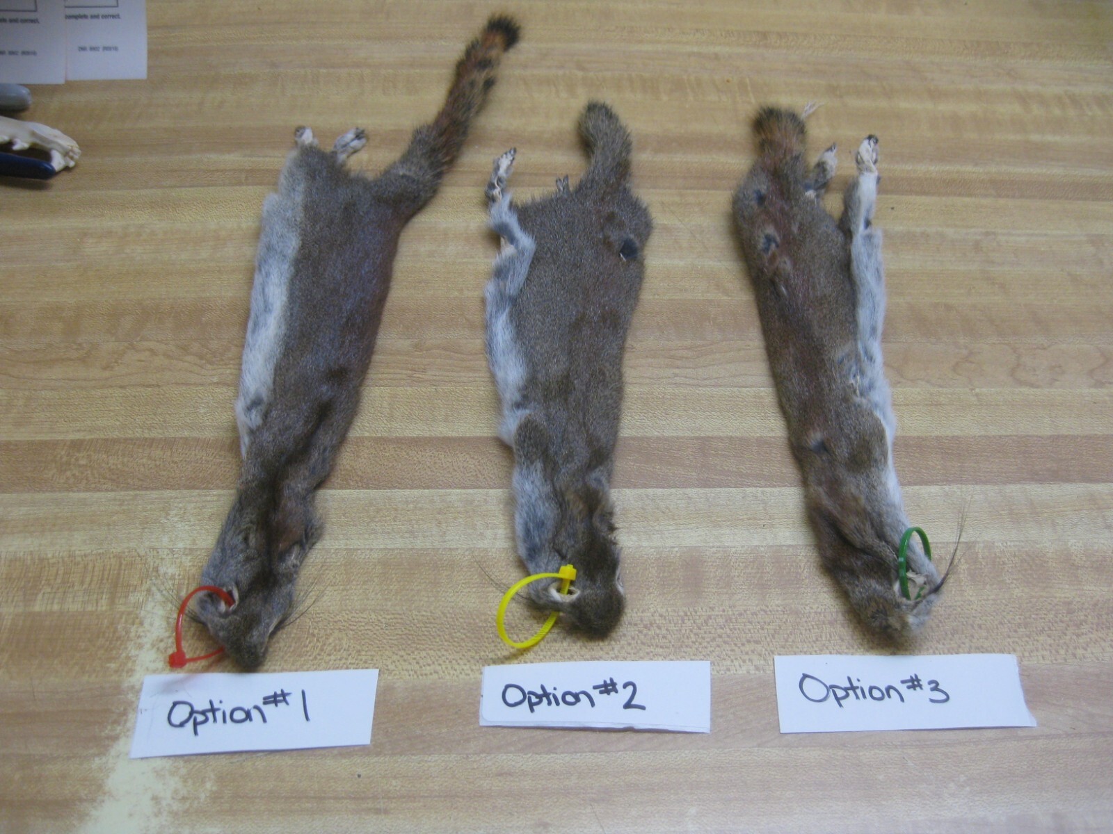 Canadian Red Squirrel Tanned Fur  - Craft - Green Tag