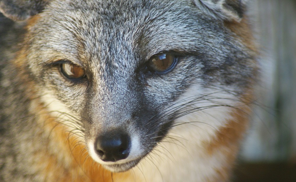 Gray Fox Taxidermy Reference Photo Cd