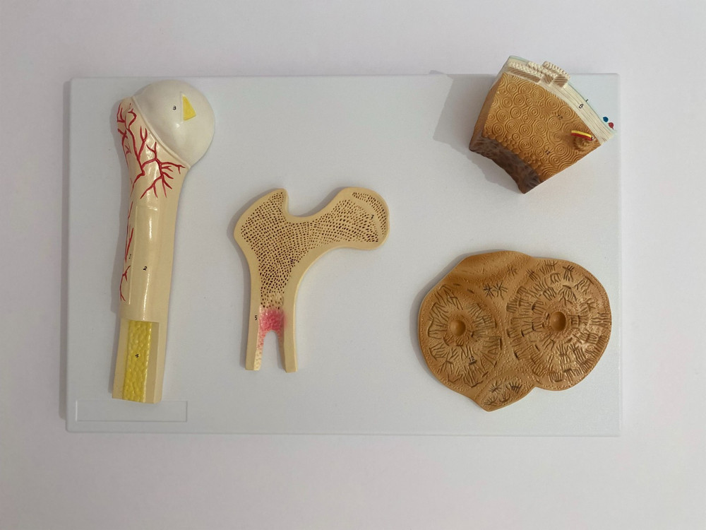 Anatomical Human Bone Structure Model - Medical  Anatomy
