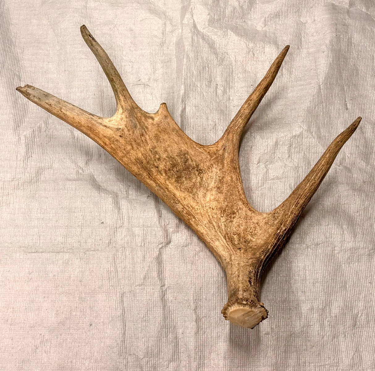 Real moose antler craft natural art antlers decor rustic home cabin gift display