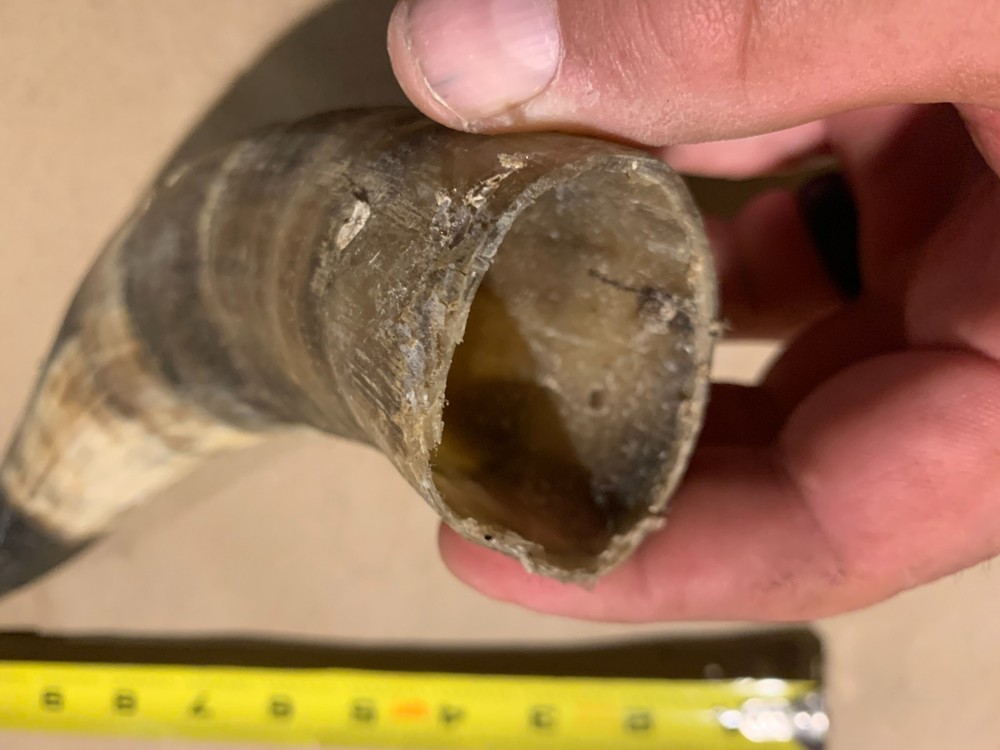 Decorative Cow Horn