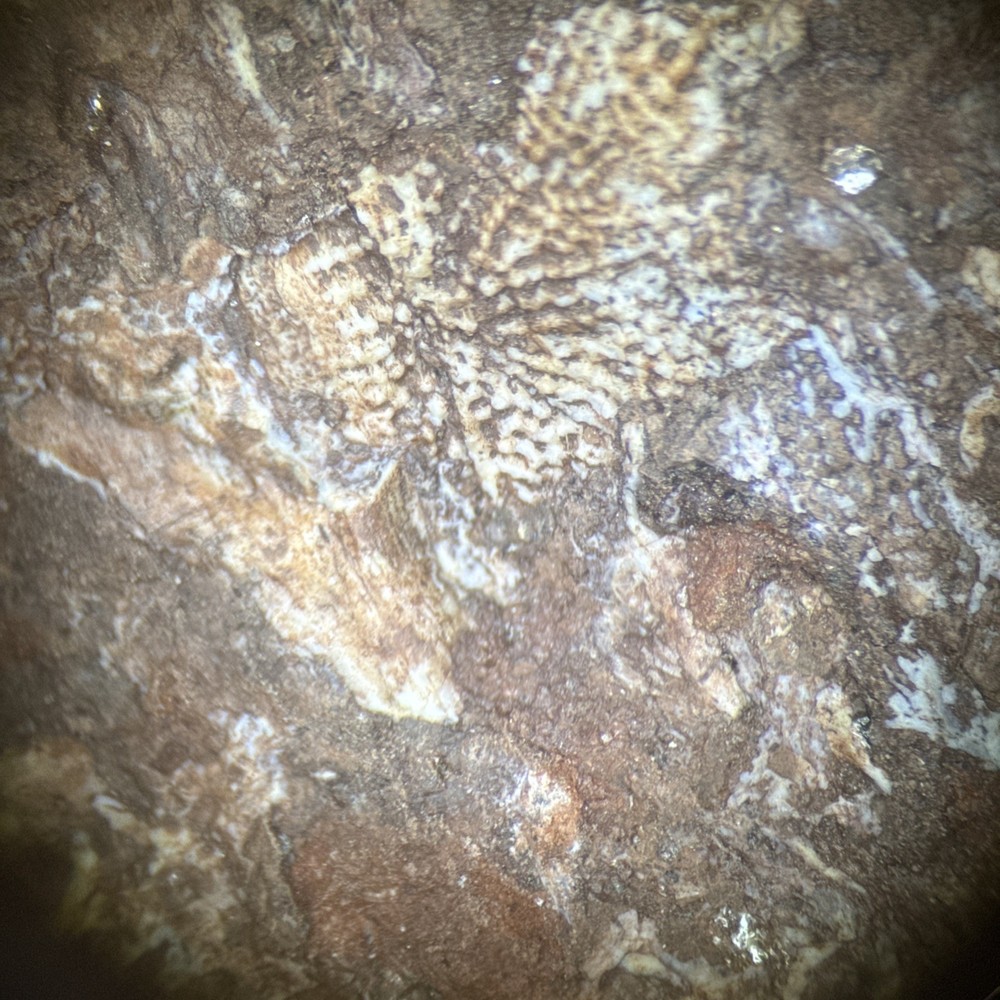 Fossil Placoderm Pieces- possibly Bothriolepis - Devonian era fossil