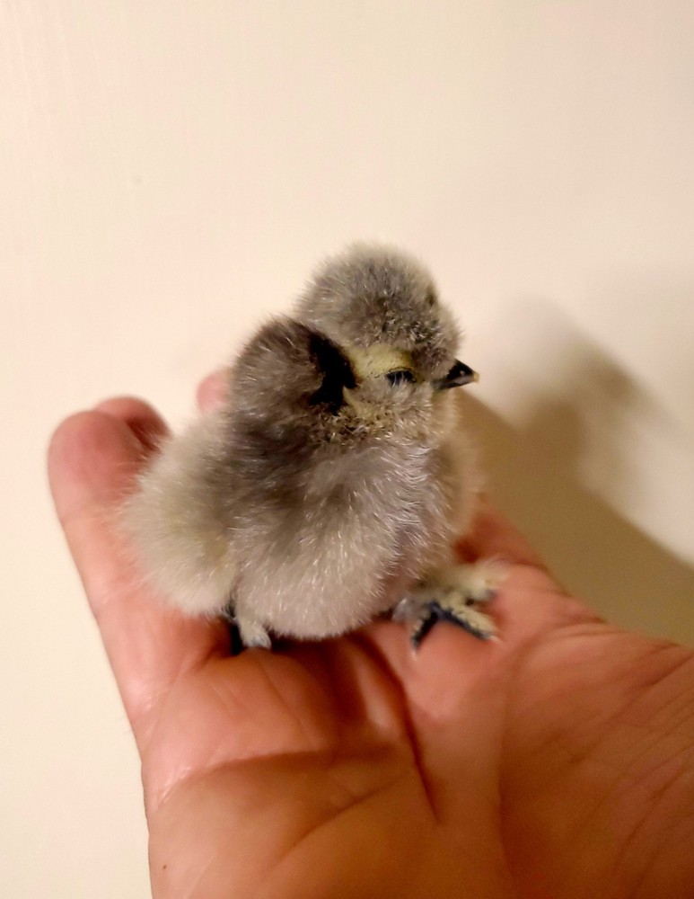 Silkie Hatching Eggs 8