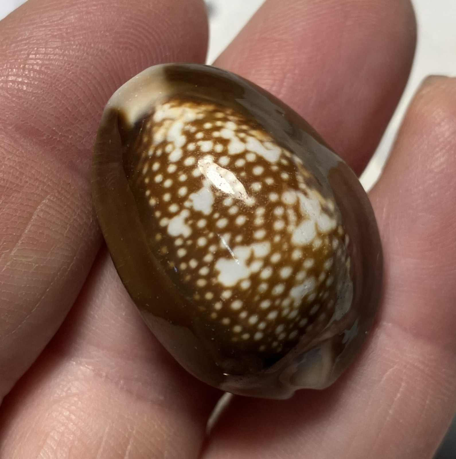 Cypraea collection. 8 shells and 6 species. Great Shape. worldwide collection