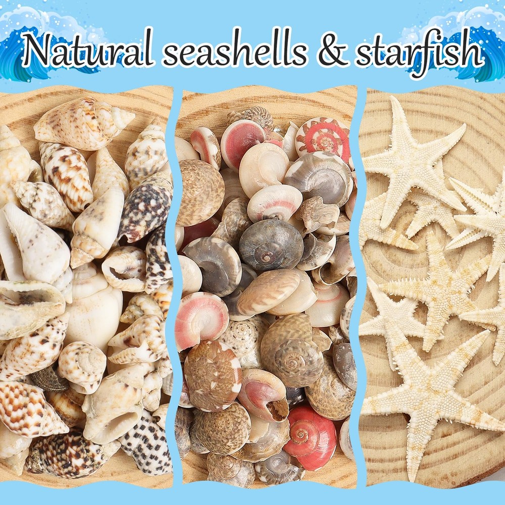 2000 PCS Tiny Sea Shells Mini Shells for Crafting & 20 Small Starfish for Fis...