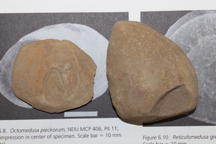 Mazon Creek Fossil Jellyfish Octmedusa pieckorum Fossils Pennsylvanian Period R1