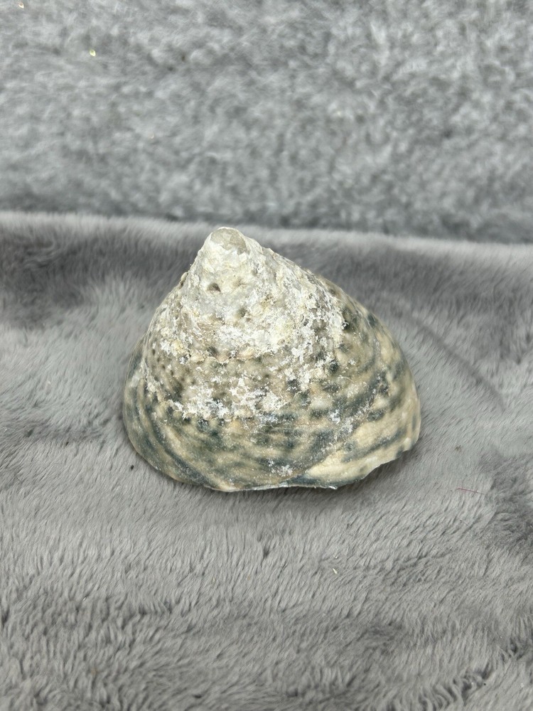 Indo Pacific Large Top Shell Trochus Niloticus 2.25"